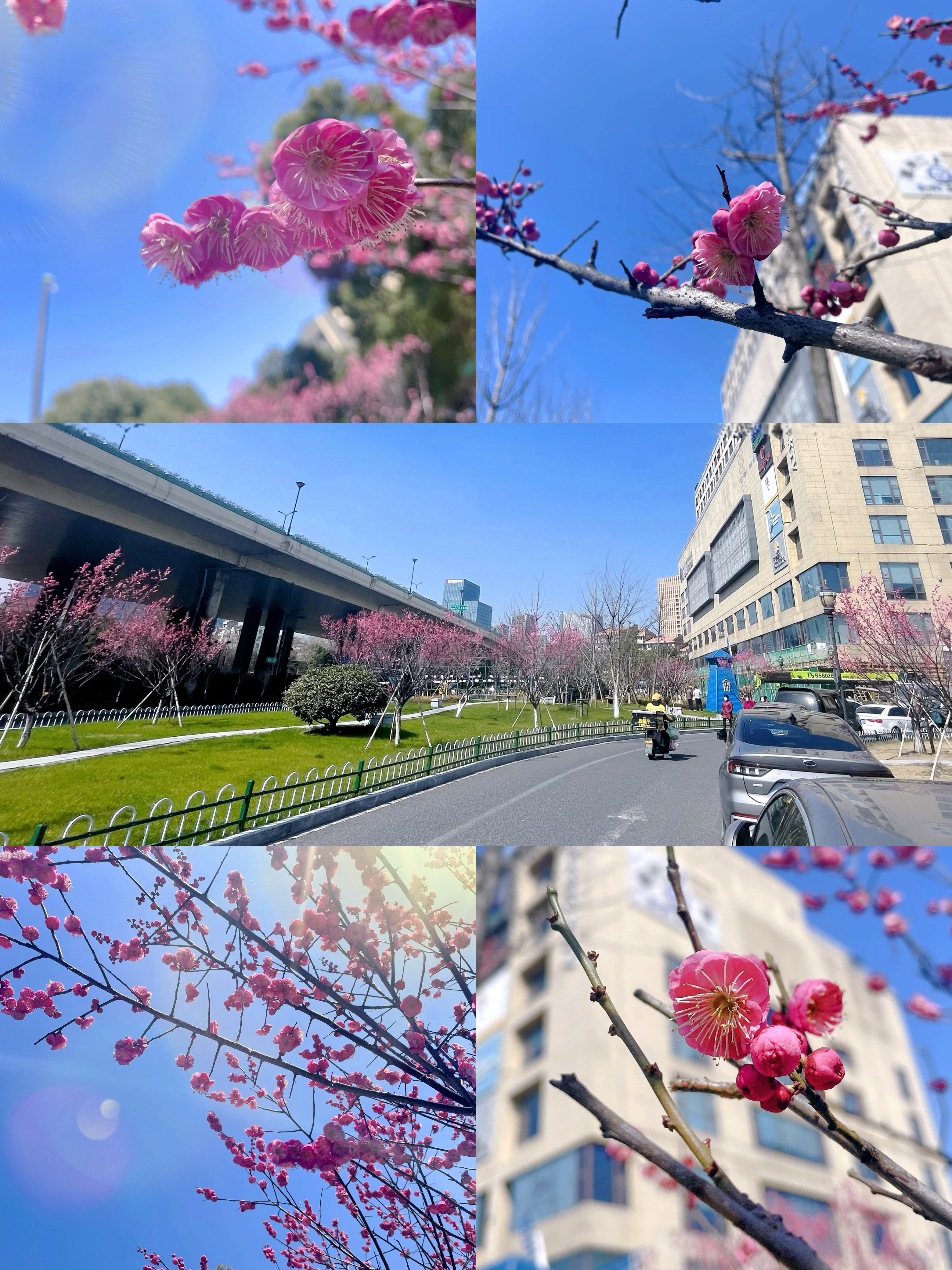 梅花香自苦寒来，向阳盛开活力满