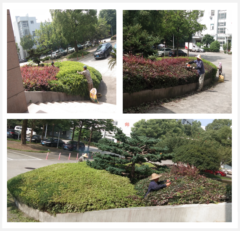 美化绿化，我们在行动      